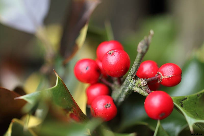 How to Grow and Care for American Holly Trees