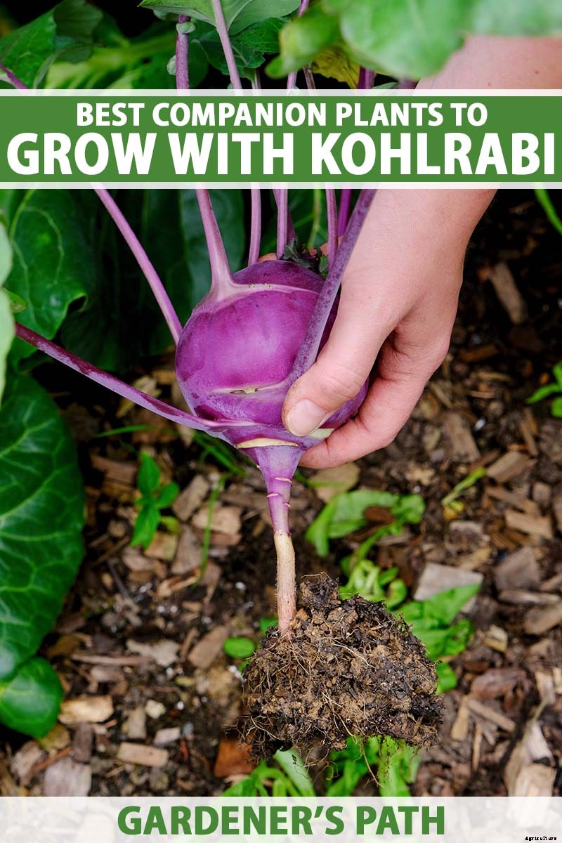 9 of the Best Companion Plants for Kohlrabi