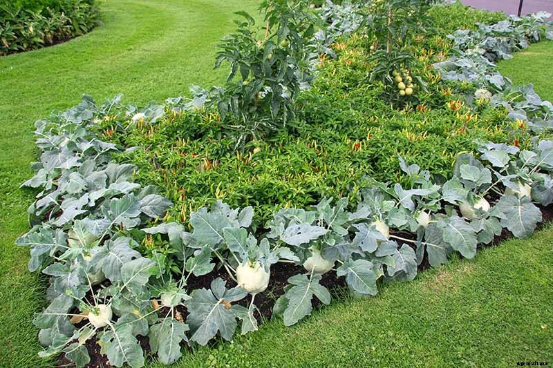 9 of the Best Companion Plants for Kohlrabi