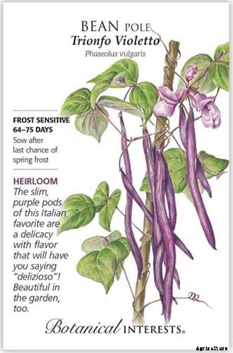 9 of the Best Companion Plants for Kohlrabi
