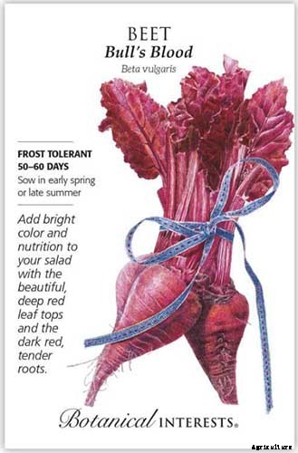 9 of the Best Companion Plants for Kohlrabi