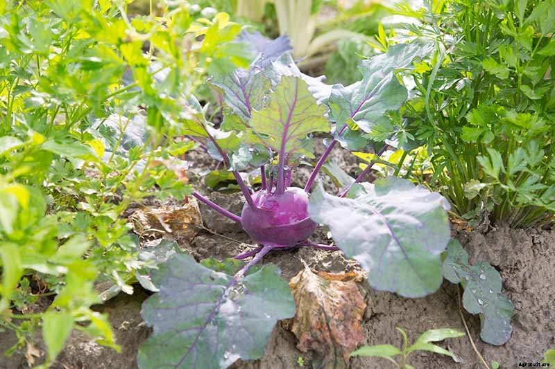 9 of the Best Companion Plants for Kohlrabi
