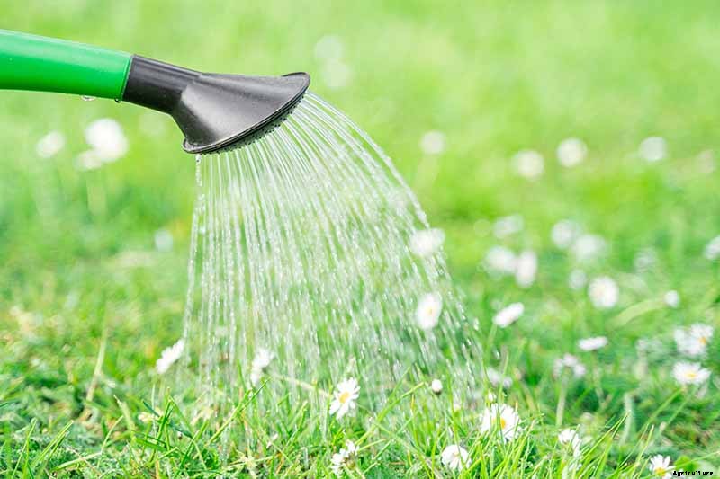 9 of the Best Companion Plants for Kohlrabi