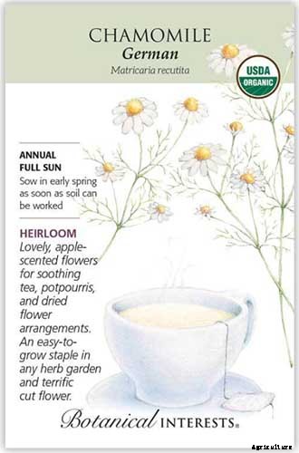 9 of the Best Companion Plants for Kohlrabi