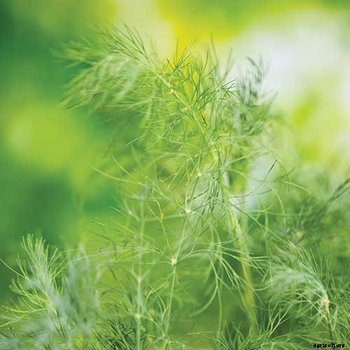 9 of the Best Companion Plants for Kohlrabi