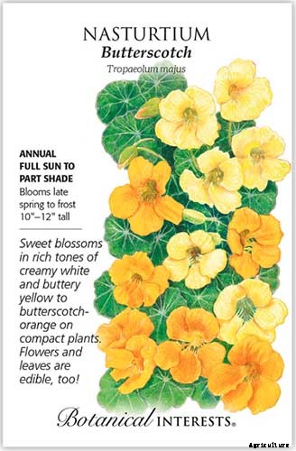 9 of the Best Companion Plants for Kohlrabi