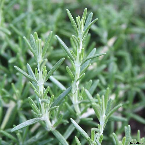 9 of the Best Companion Plants for Kohlrabi