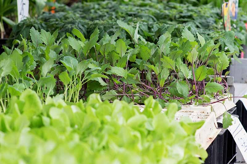 9 of the Best Companion Plants for Kohlrabi