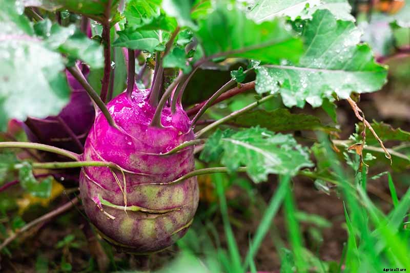9 of the Best Companion Plants for Kohlrabi