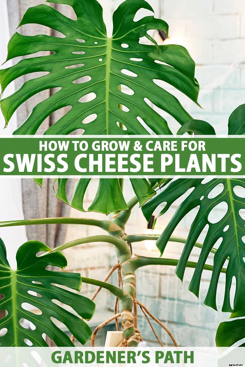 How to Grow and Care for Swiss Cheese Plants