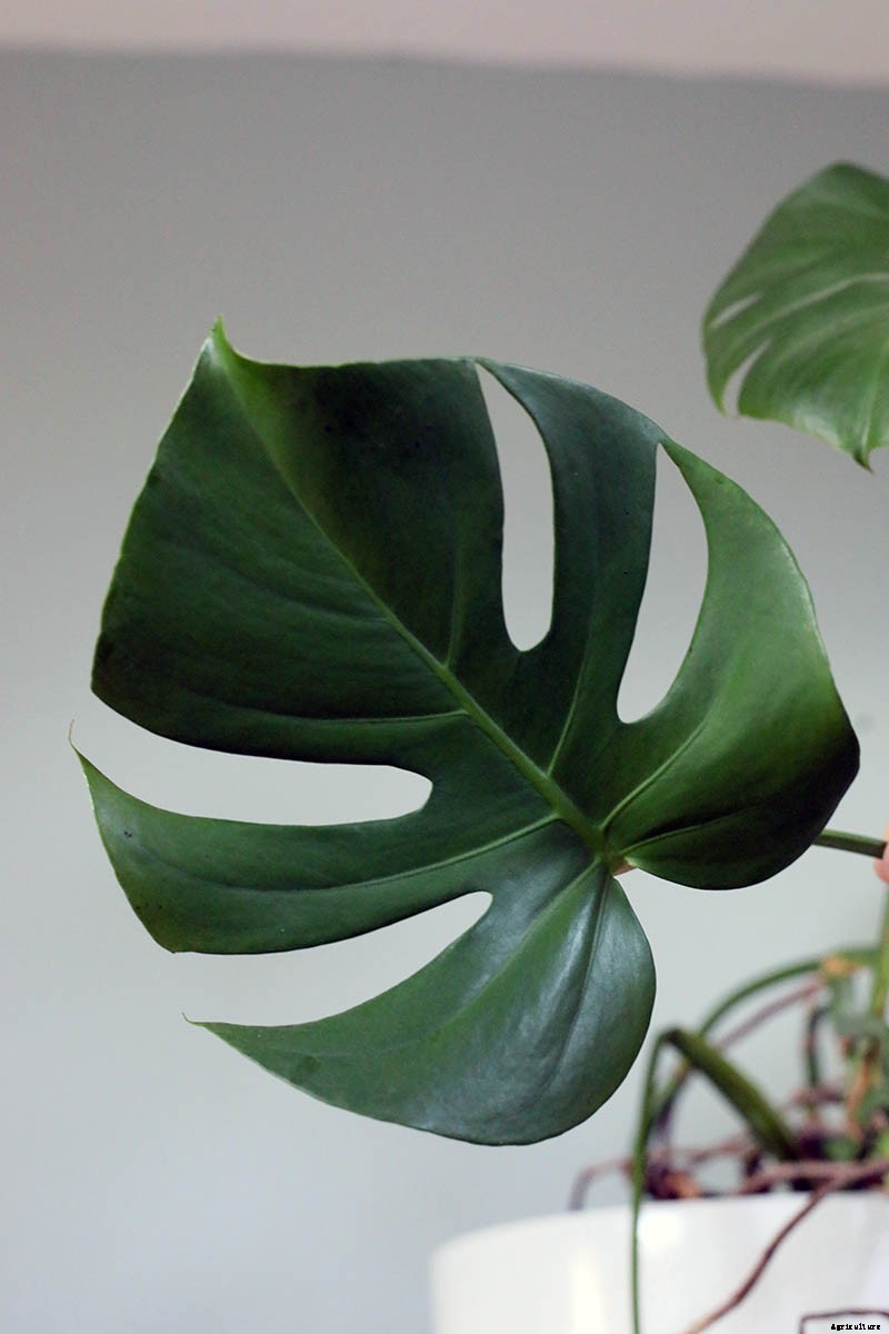 How to Grow and Care for Swiss Cheese Plants