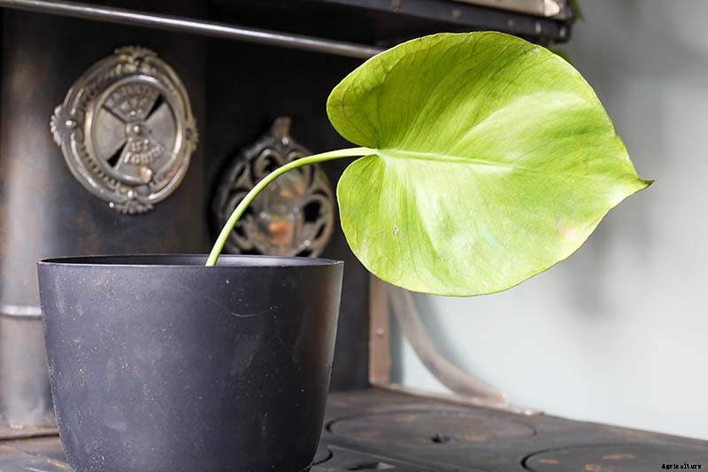 How to Grow and Care for Swiss Cheese Plants