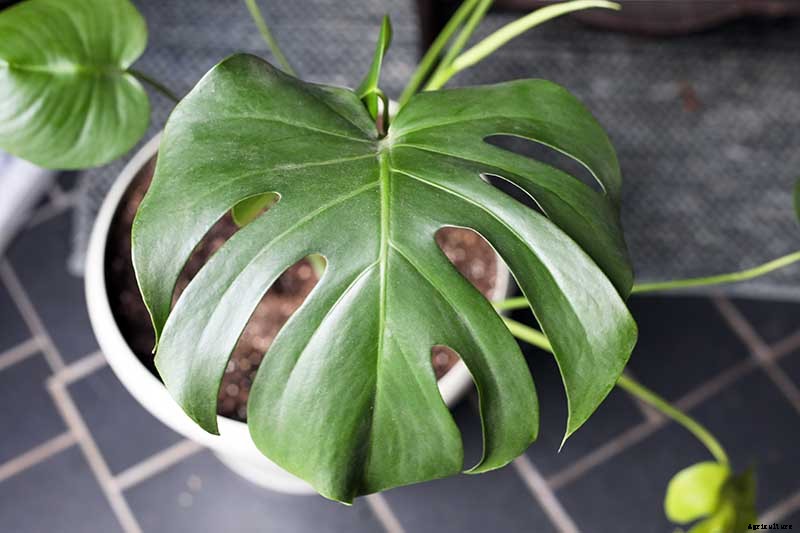 How to Grow and Care for Swiss Cheese Plants