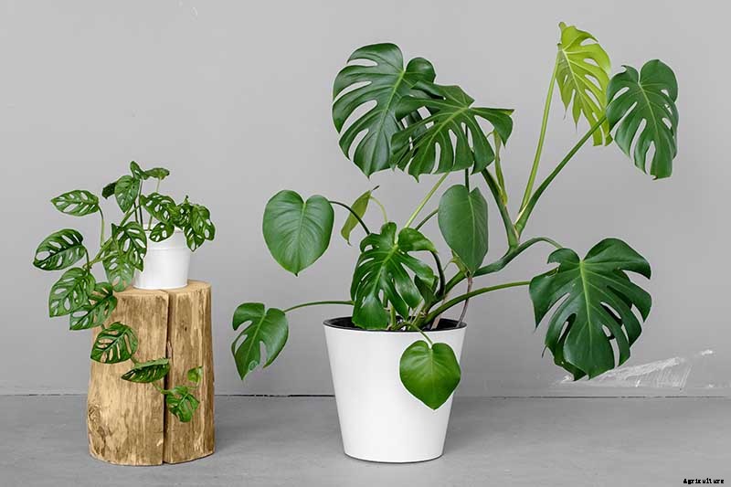 How to Grow and Care for Swiss Cheese Plants