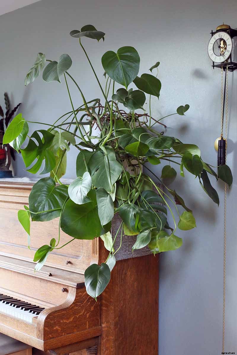 How to Grow and Care for Swiss Cheese Plants