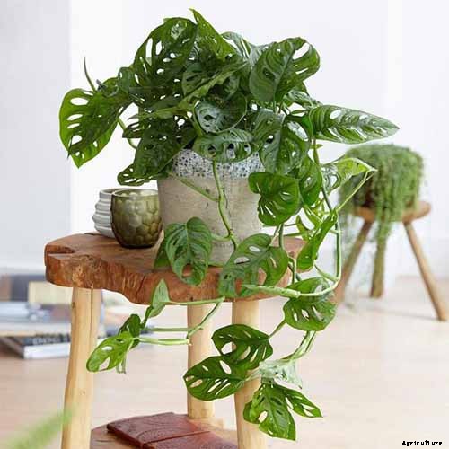 How to Grow and Care for Swiss Cheese Plants