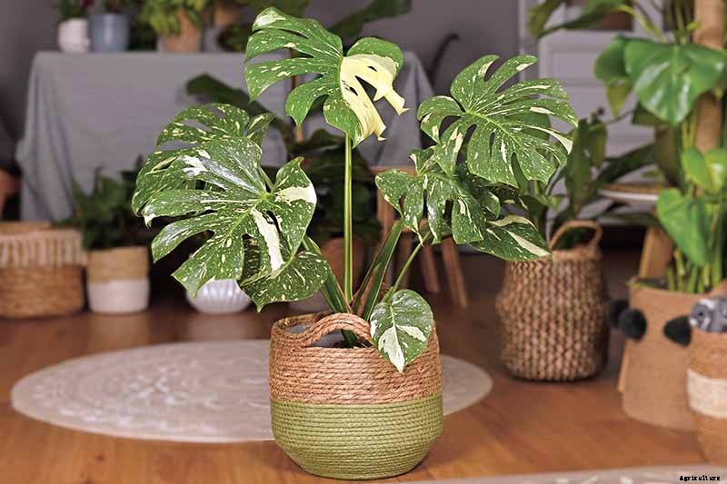 How to Grow and Care for Swiss Cheese Plants