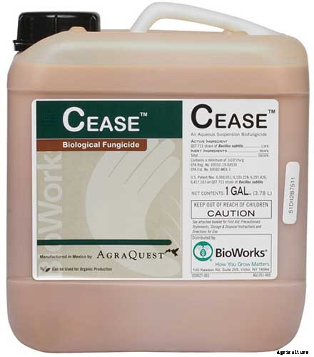 How to Grow and Care for Swiss Cheese Plants