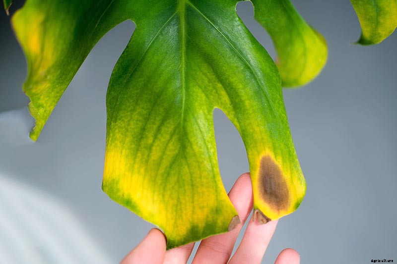 How to Grow and Care for Swiss Cheese Plants