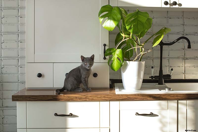 How to Grow and Care for Swiss Cheese Plants