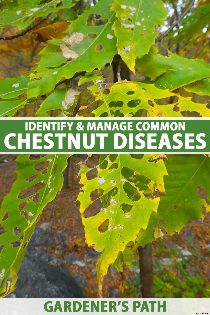 Identify and Manage 5 Common Chestnut Tree Diseases