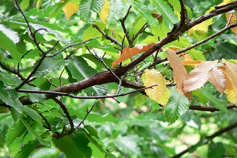 Identify and Manage 5 Common Chestnut Tree Diseases