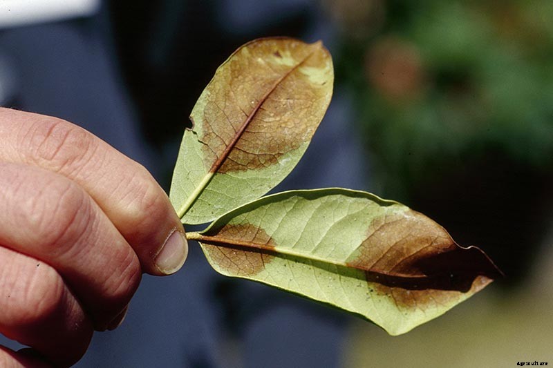 Identify and Manage 5 Common Chestnut Tree Diseases
