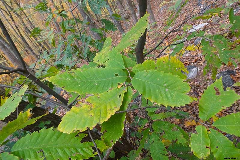Identify and Manage 5 Common Chestnut Tree Diseases