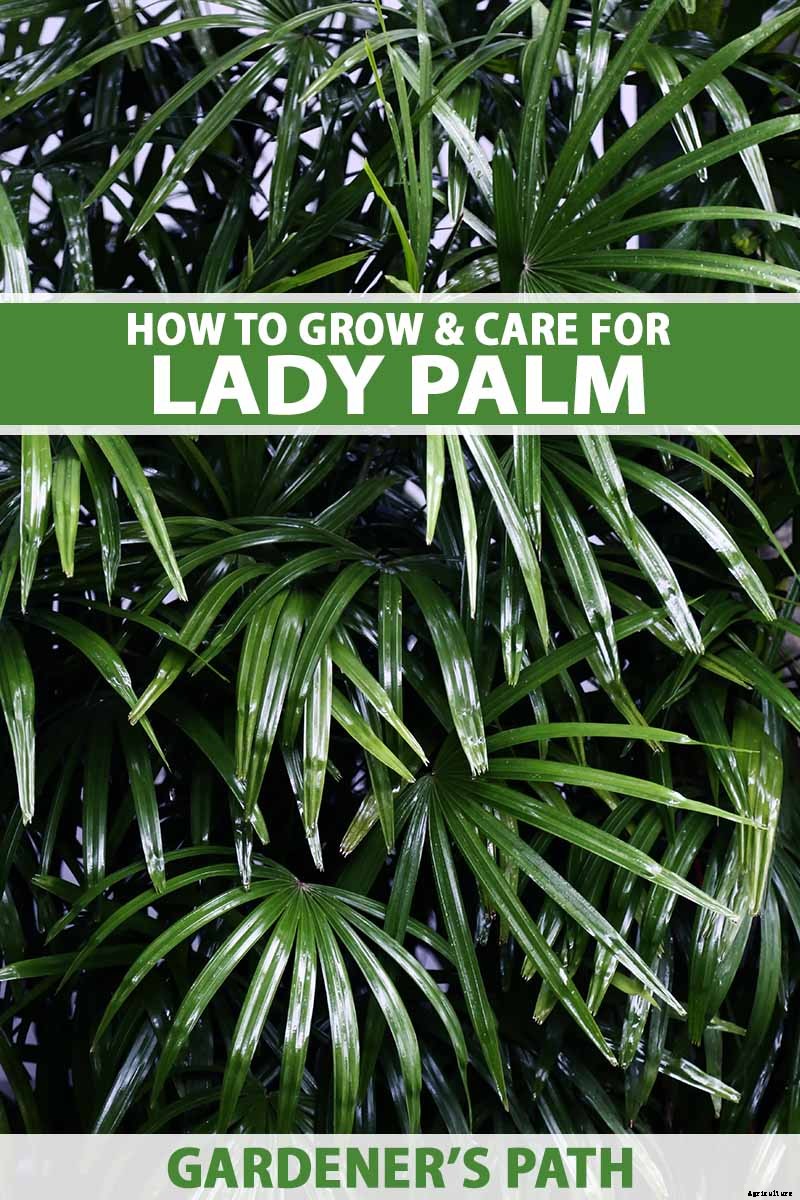 How to Grow and Care for Elegant Lady Palms