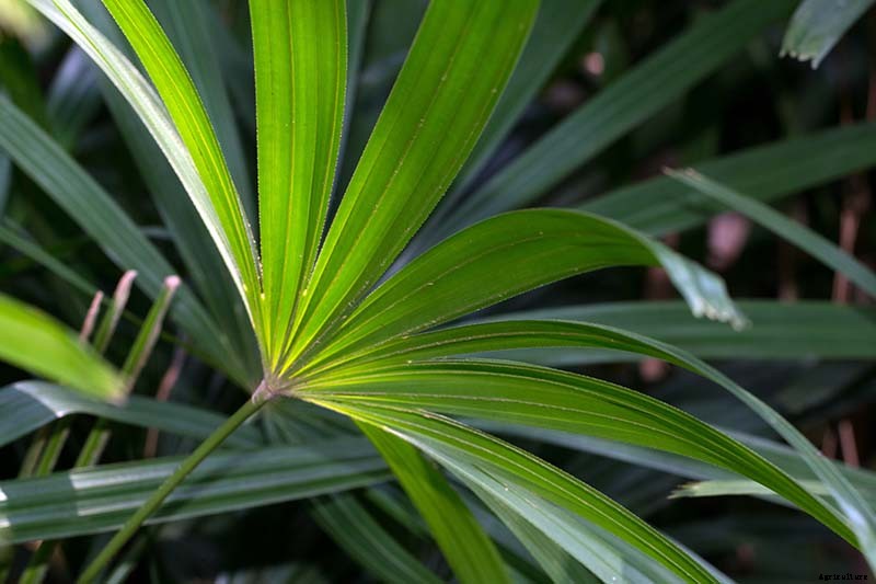 How to Grow and Care for Elegant Lady Palms