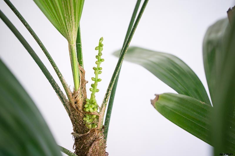 How to Grow and Care for Elegant Lady Palms