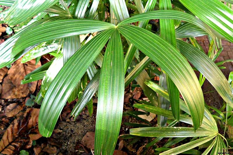 How to Grow and Care for Elegant Lady Palms