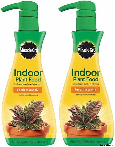 How to Grow and Care for Elegant Lady Palms