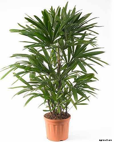 How to Grow and Care for Elegant Lady Palms