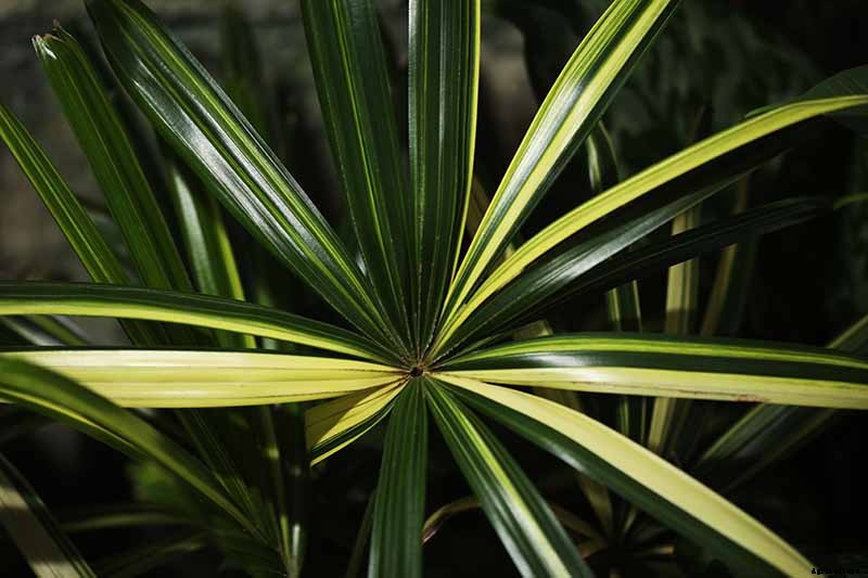 How to Grow and Care for Elegant Lady Palms