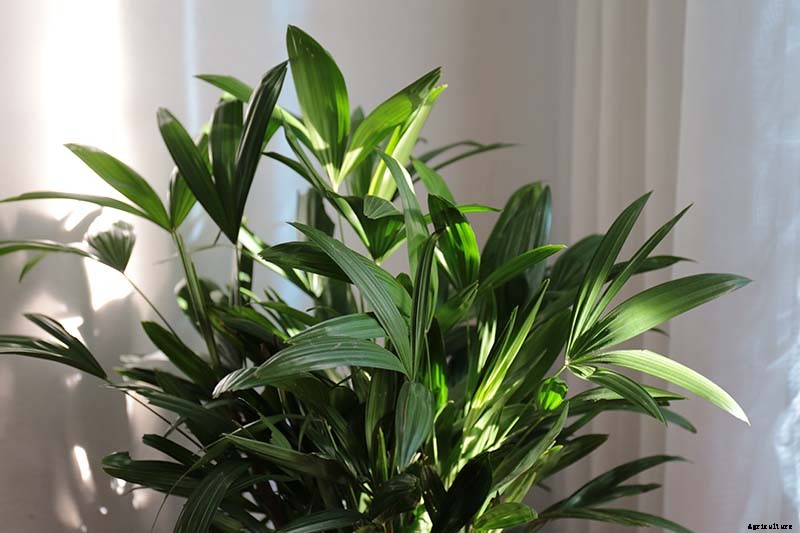 How to Grow and Care for Elegant Lady Palms