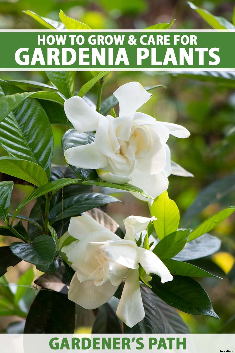 How to Grow and Care for Gardenia Plants
