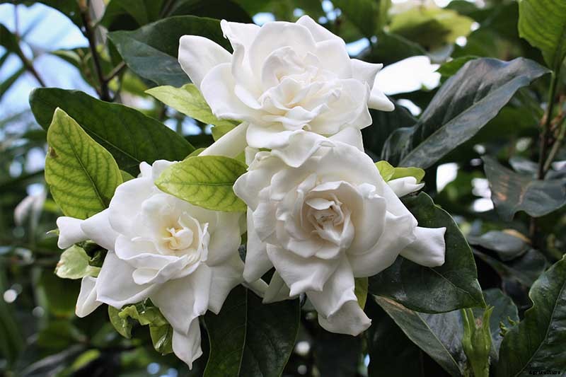How to Grow and Care for Gardenia Plants