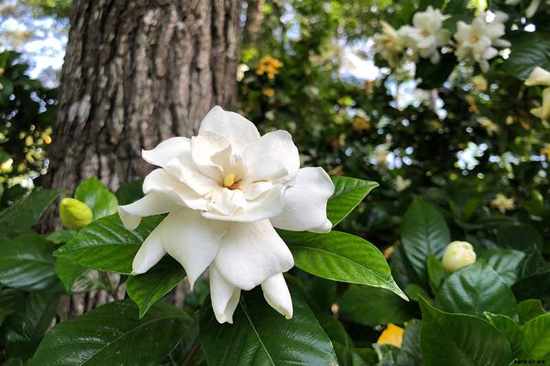 How to Grow and Care for Gardenia Plants
