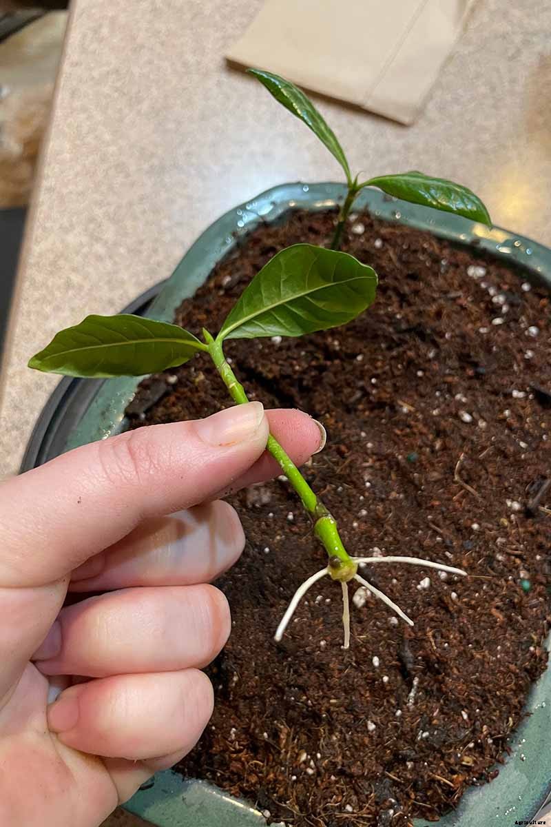 How to Grow and Care for Gardenia Plants