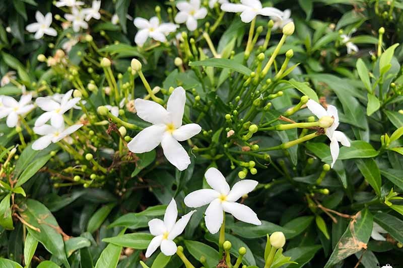 How to Grow and Care for Gardenia Plants
