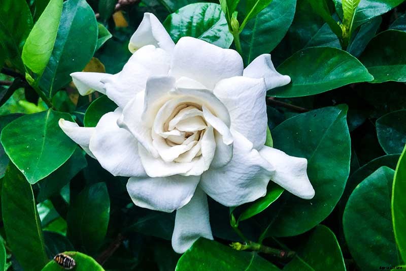 How to Grow and Care for Gardenia Plants