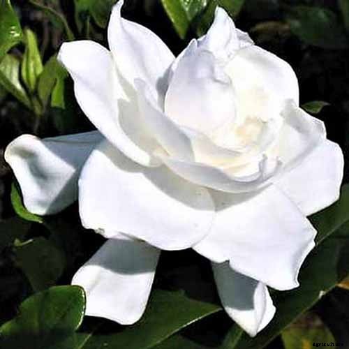 How to Grow and Care for Gardenia Plants