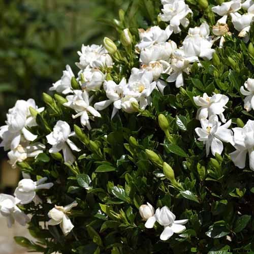 How to Grow and Care for Gardenia Plants