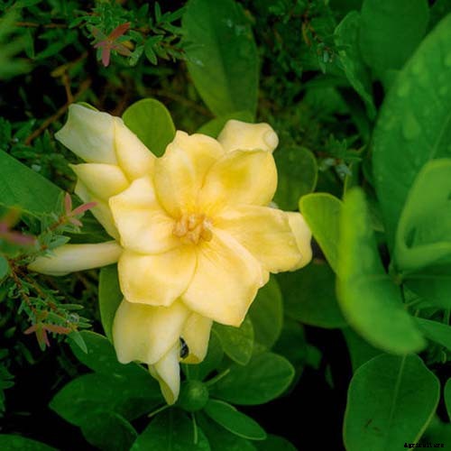 How to Grow and Care for Gardenia Plants