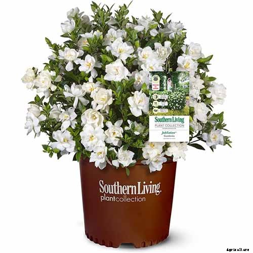 How to Grow and Care for Gardenia Plants