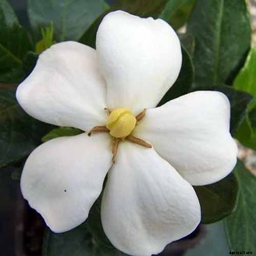 How to Grow and Care for Gardenia Plants