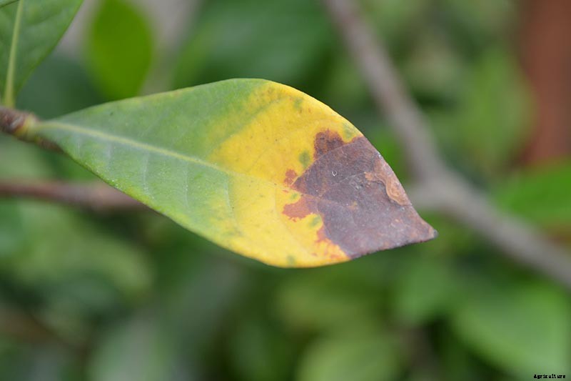 How to Grow and Care for Gardenia Plants