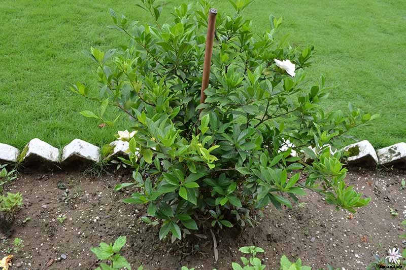 How to Grow and Care for Gardenia Plants