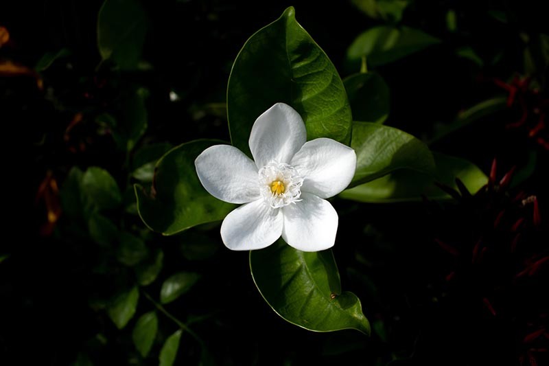 How to Grow and Care for Gardenia Plants